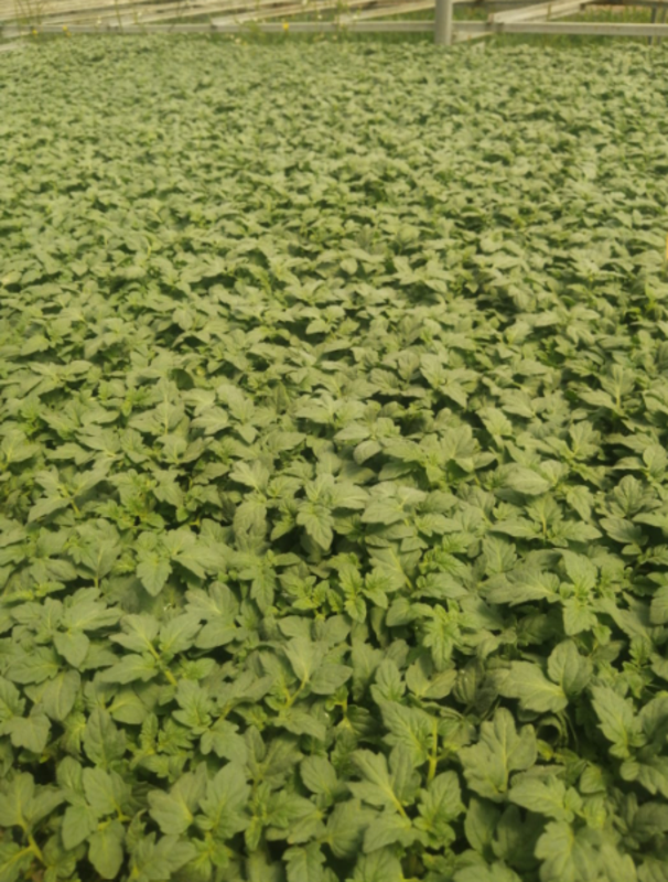 Efekan F1 Oturak Domates